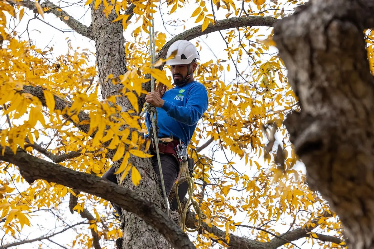 Skilled Tree Pruning crew working in Medinah